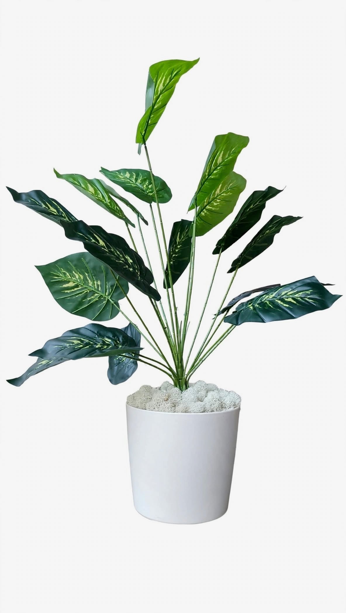PIANTA ARTIFICIALE CALATHEA VARIEGATA -H70Cm- Real Touch