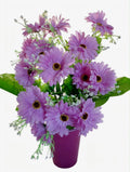 MAZZO DI MARGHERITE / GERBERE ARTIFICIALI VIOLA - H 50 cm